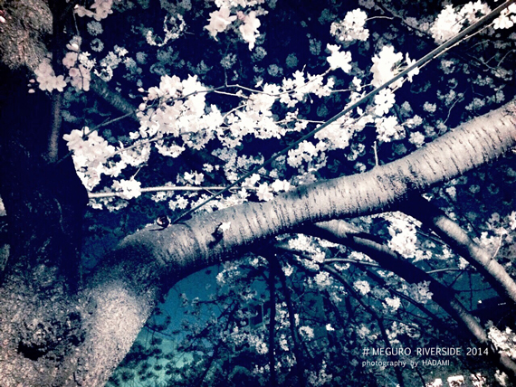 sakura2014_01