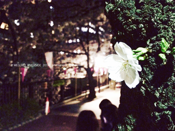 sakura2014_02