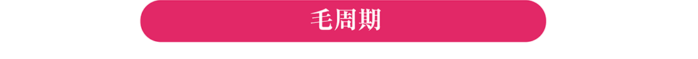 毛周期