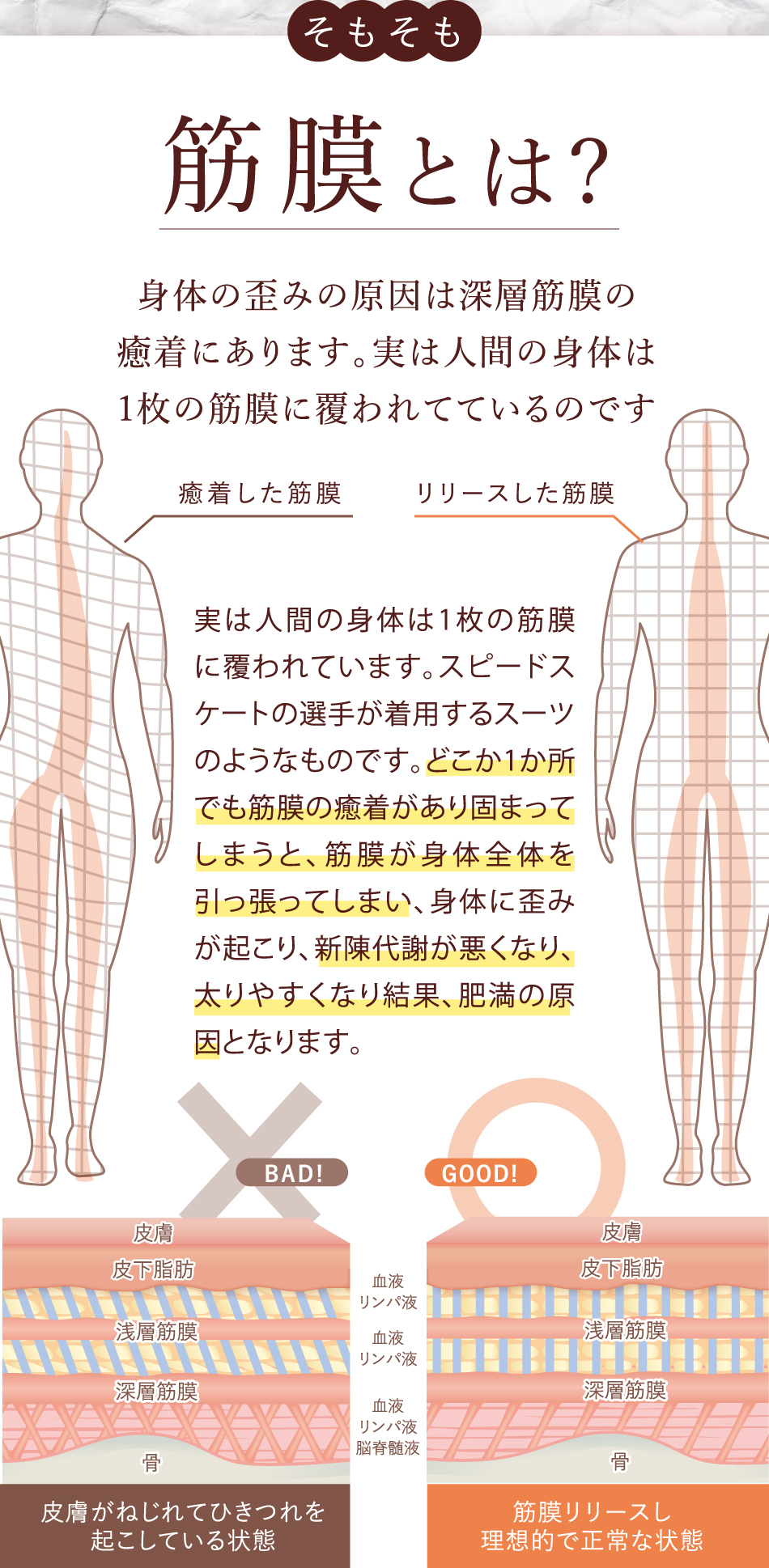 そもそも筋膜とは？身体の歪みの原因は深層筋膜の癒着にあります。実は人間の身体は1枚の筋膜に覆われてているのです 実は人間の身体は1枚の筋膜に覆われています。スピードスケートの選手が着用するスーツのようなものです。どこか1か所でも筋膜の癒着があり固まってしまうと、筋膜が身体全体を引っ張ってしまい、身体に歪みが起こり、新陳代謝が悪くなり、太りやすくなり結果、肥満の原因となります。
